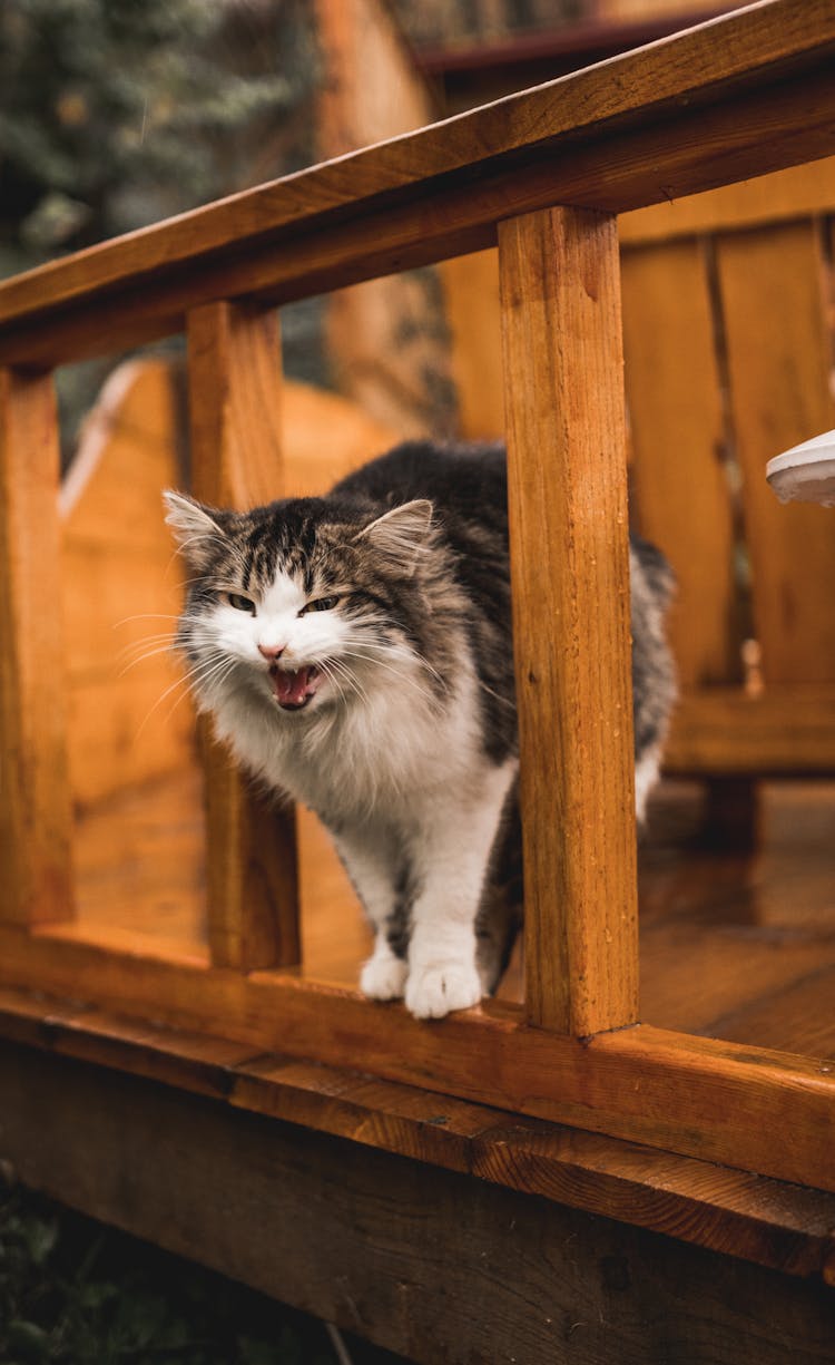 Cat On Terrace