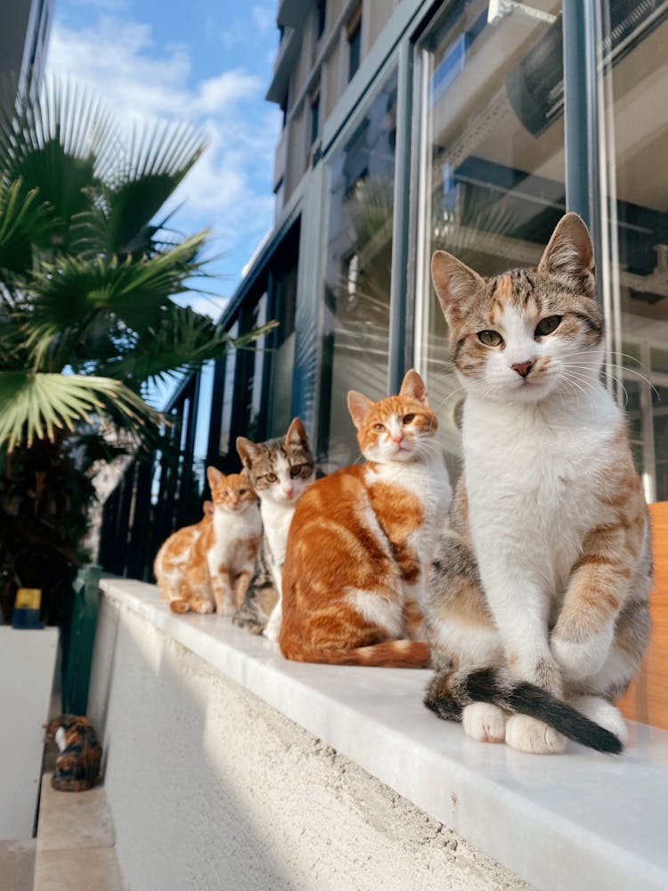 Cats Sitting Near House Outdoors