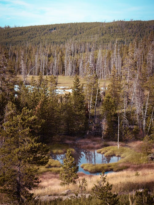 The Scenery of Trees near the Swamp