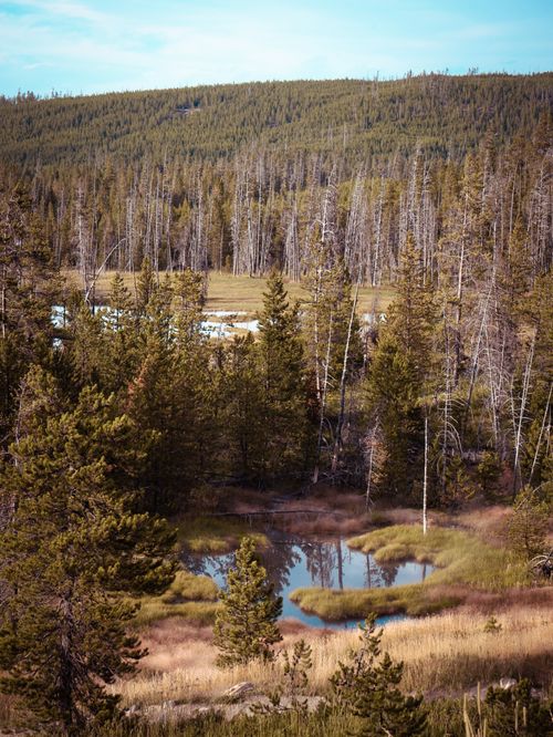 Free Peaceful wetland landscape in Yellowstone National Park, showcasing natural beauty. Stock Photo