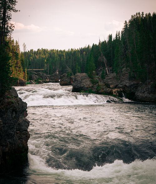 Free Captivating view of the Yellowstone River with rushing waters and pine forests, perfect for nature enthusiasts. Stock Photo