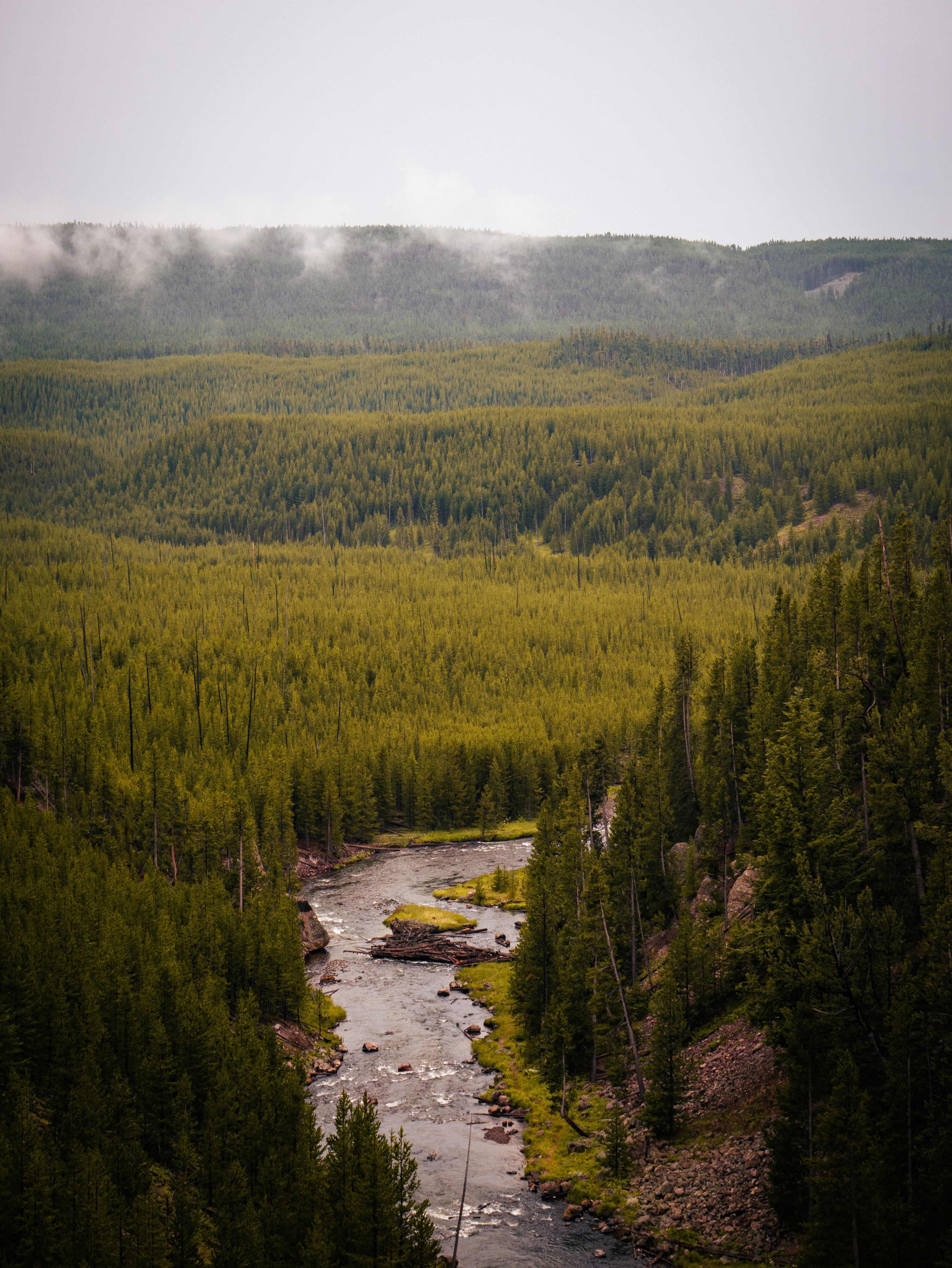 Landscape Scenery of a River Surrounded by Green Trees · Free Stock Photo