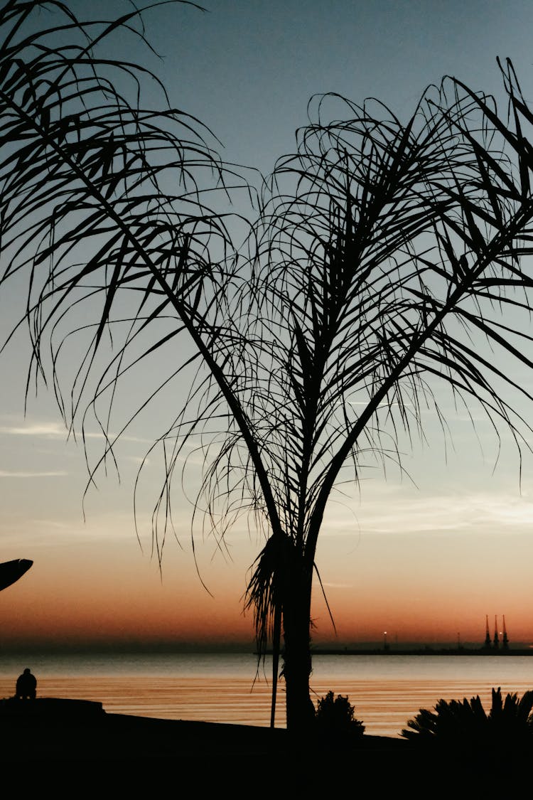 Silhouette Of Tree Near Body Of Water During Sunset