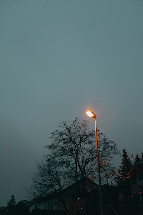 Lighted Street lamp near Tree under Gloomy Sky