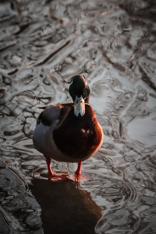 Free A mallard duck stands calmly in rippling water, illuminated by warm sunlight. Stock Photo