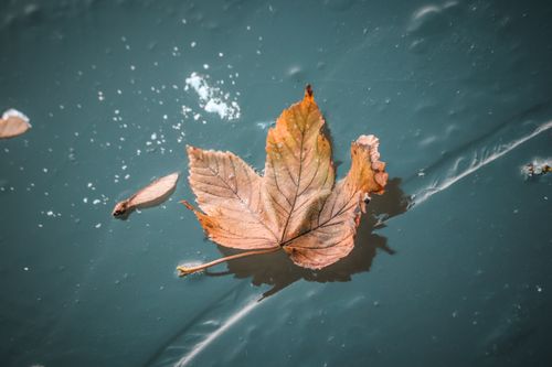 Free Close-up of a brown maple leaf floating on blue water, capturing the serene essence of autumn. Stock Photo
