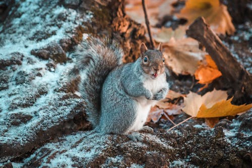 Ilmainen kuvapankkikuva tunnisteilla eläin, itäharmaa orava, jauhettu