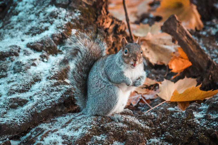 Gray Squirrel On The Ground