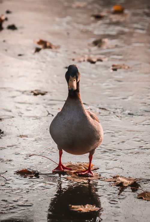 Free A mallard duck standing on a frozen pond surrounded by fallen leaves. Stock Photo