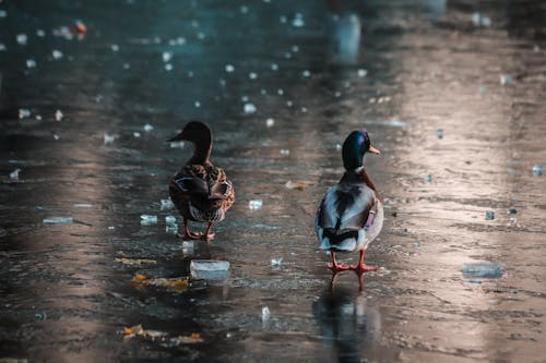 Ducks on Ice