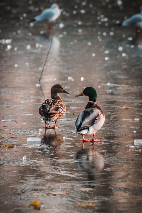 Back View of Ducks on Ice