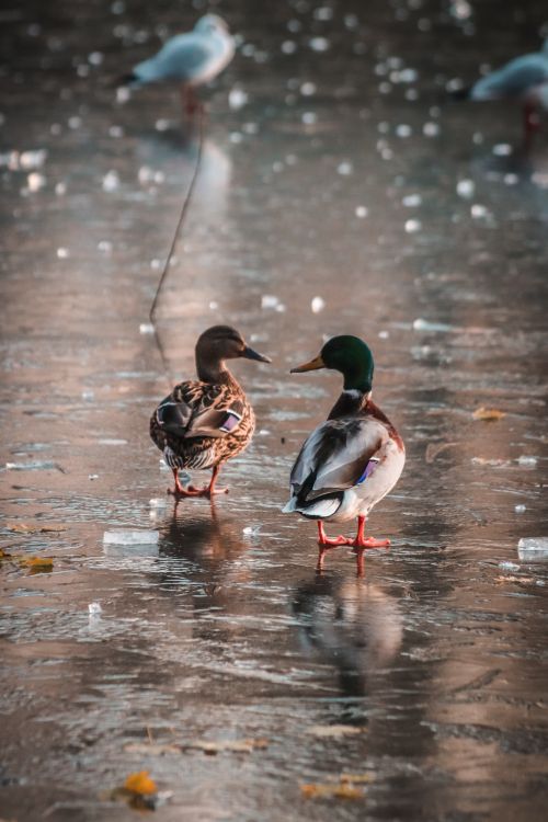 Free Two mallard ducks stand on a frozen pond surrounded by ice and snow on a cold winter day. Stock Photo