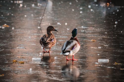 Free Two mallard ducks stroll across a frozen lake surface in a serene winter setting. Stock Photo