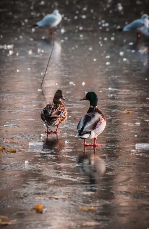 Free Two mallard ducks standing on a frozen lake with a wintery backdrop. Stock Photo