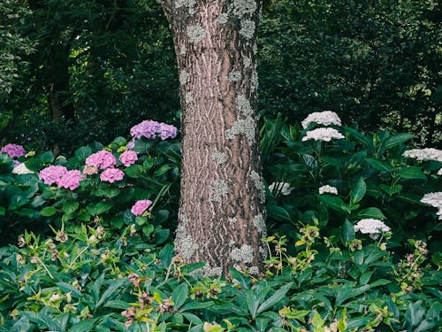 Fotos de stock gratuitas de abundancia, árbol, de cerca