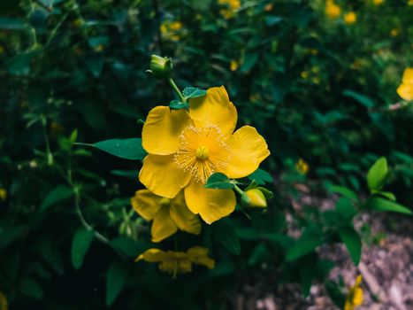 Yellow Flower in Close Up Shot