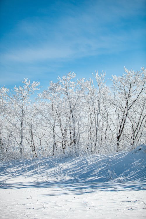 Free Trees in Winter Stock Photo