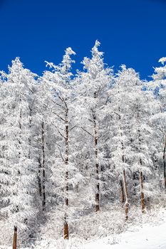 A beautiful winter forest landscape with snow-laden trees against a clear blue sky.