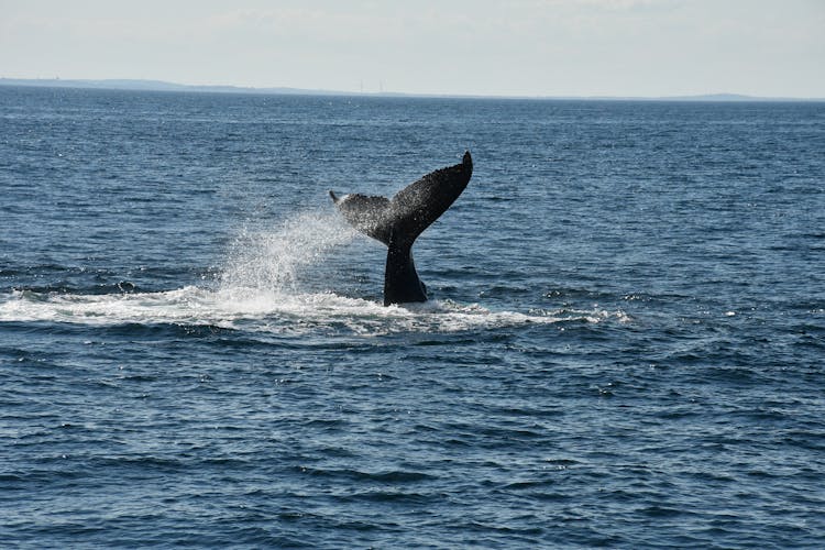 Whale Tail Of Whale