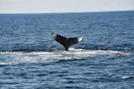 Photo of a Whale Tail in the Ocean