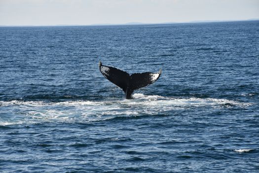 Humpback whale boat (summer) — Greenland