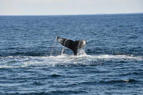 Photo of a Whale Tail in the Sea