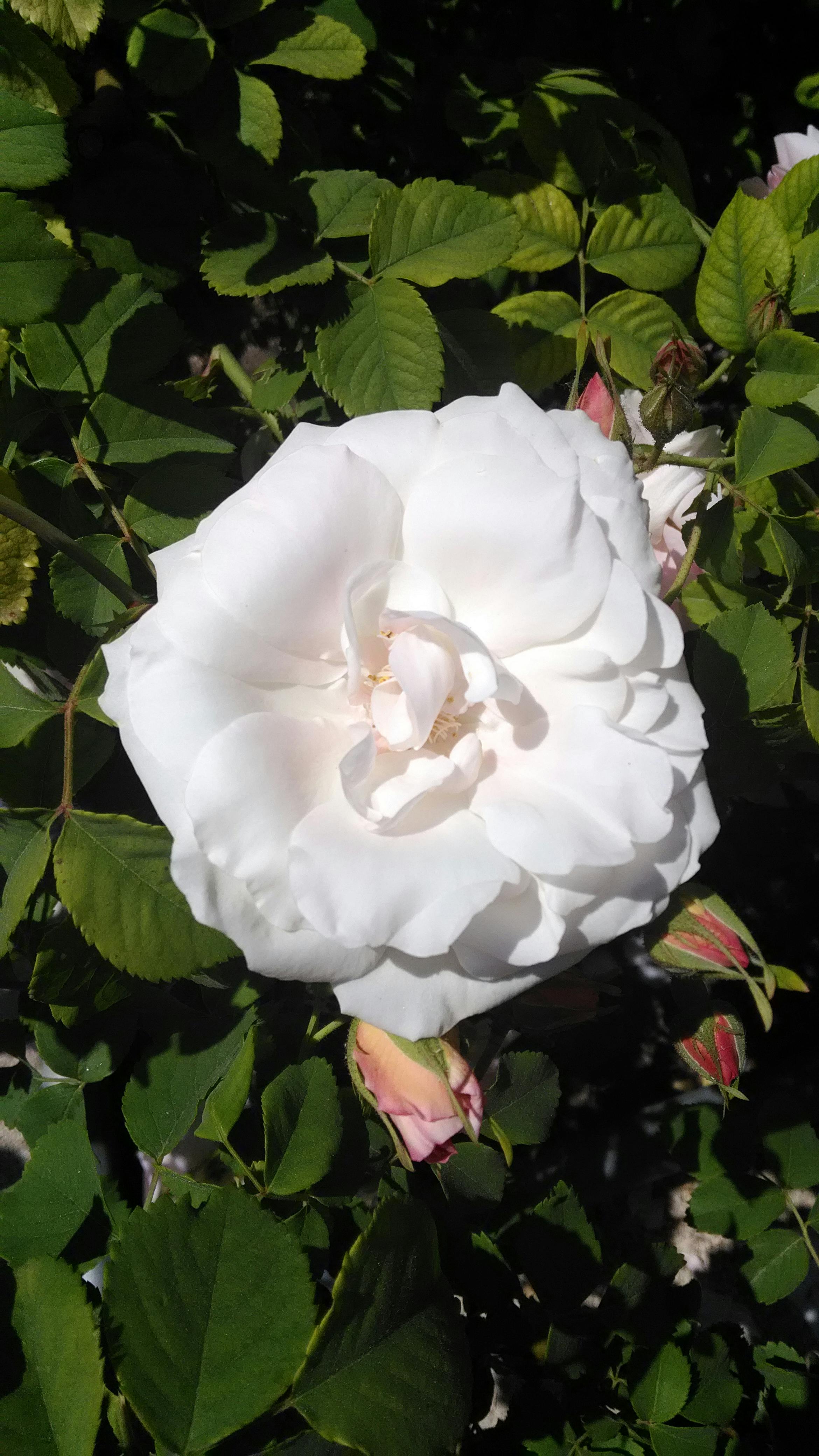  Gambar Bunga Rose  Putih Mawar Ku