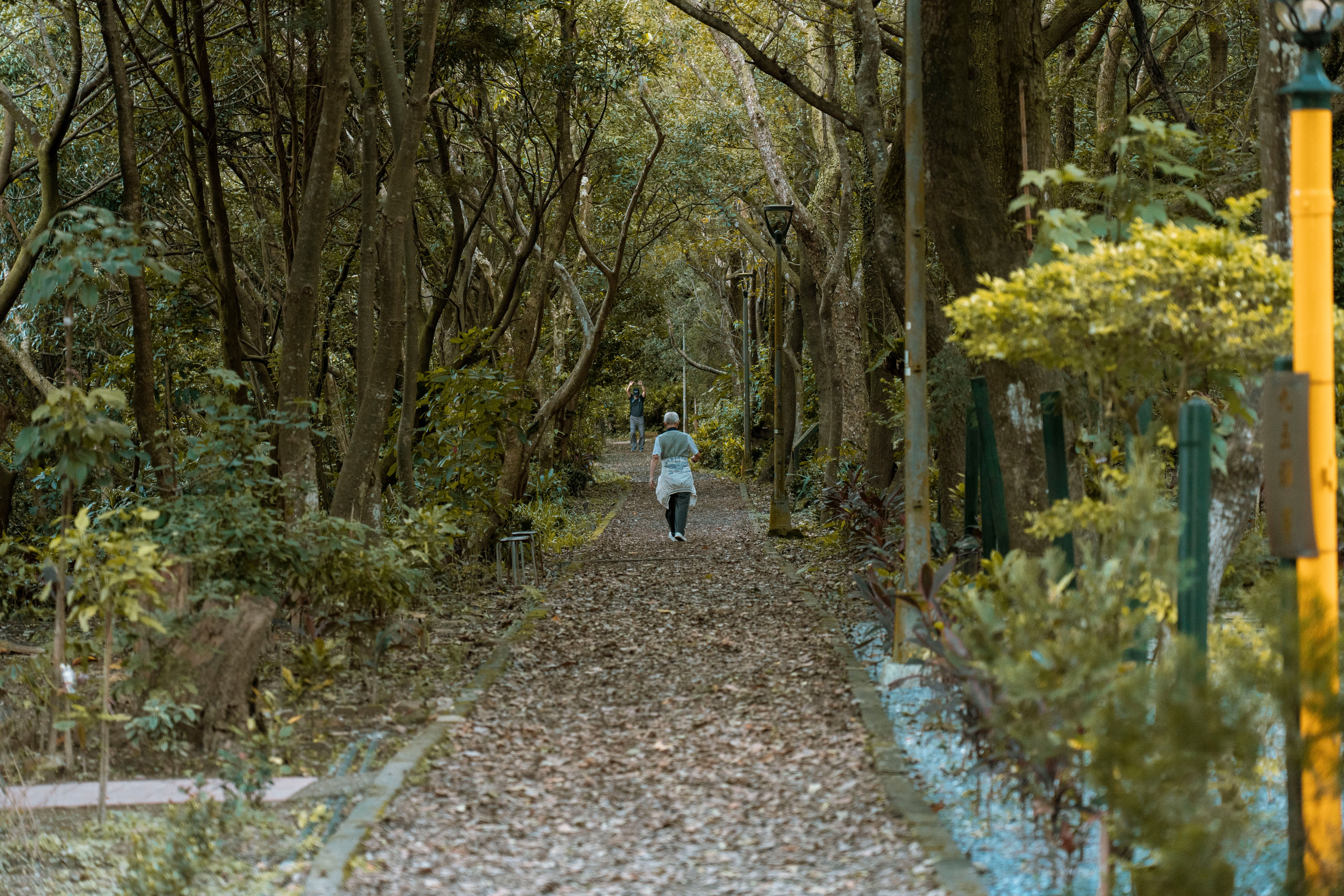 Falealupo Canopy Walk