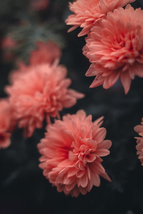 Close up of Pink Flowers