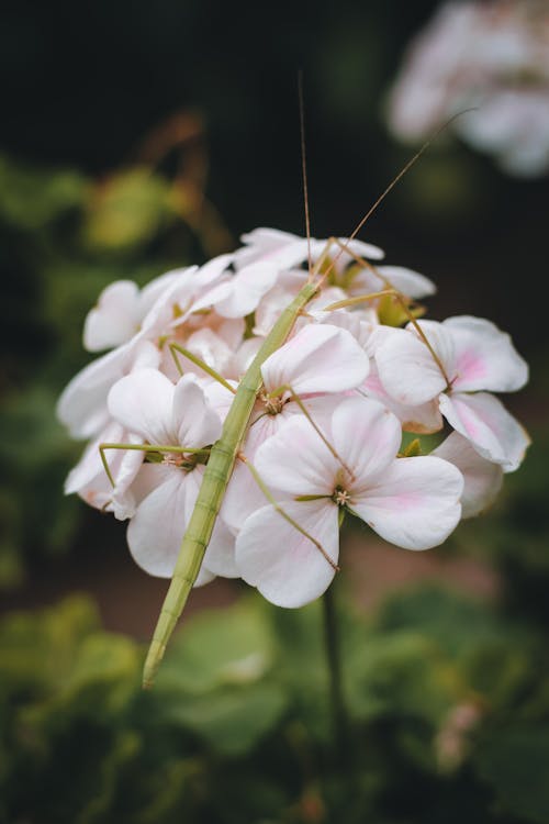 Imagine de stoc gratuită din a închide, artropod, fazmatodea