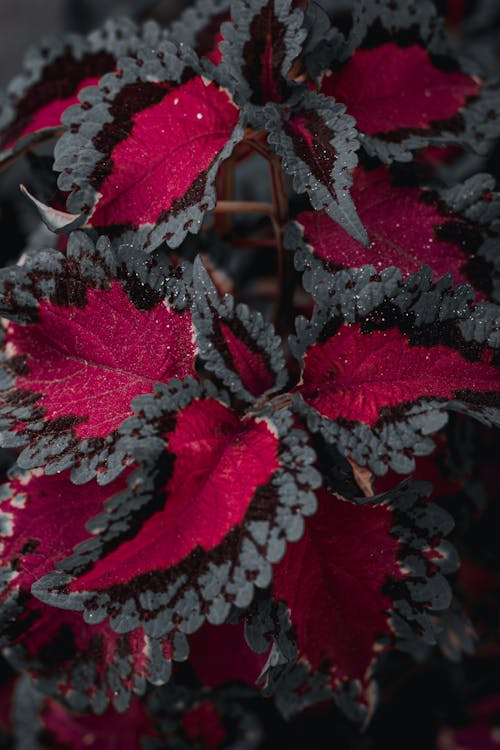 Imagine de stoc gratuită din a închide, coleus, decorațiune