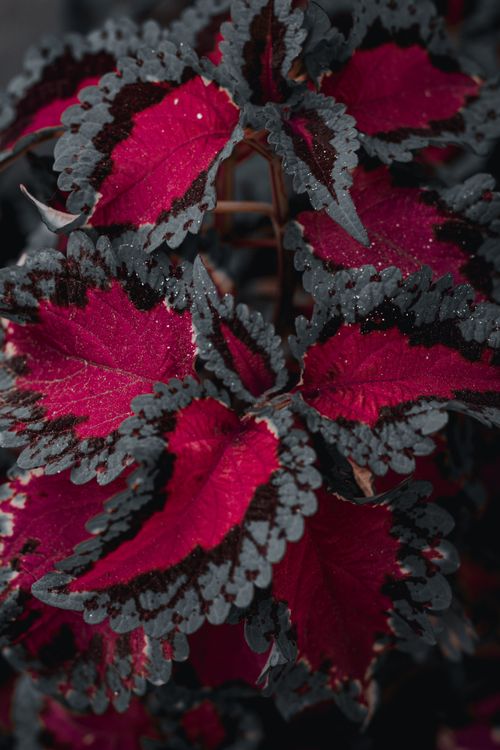 Free Detailed close-up of vivid coleus leaves featuring raindrops and rich textures, perfect for botanical studies. Stock Photo