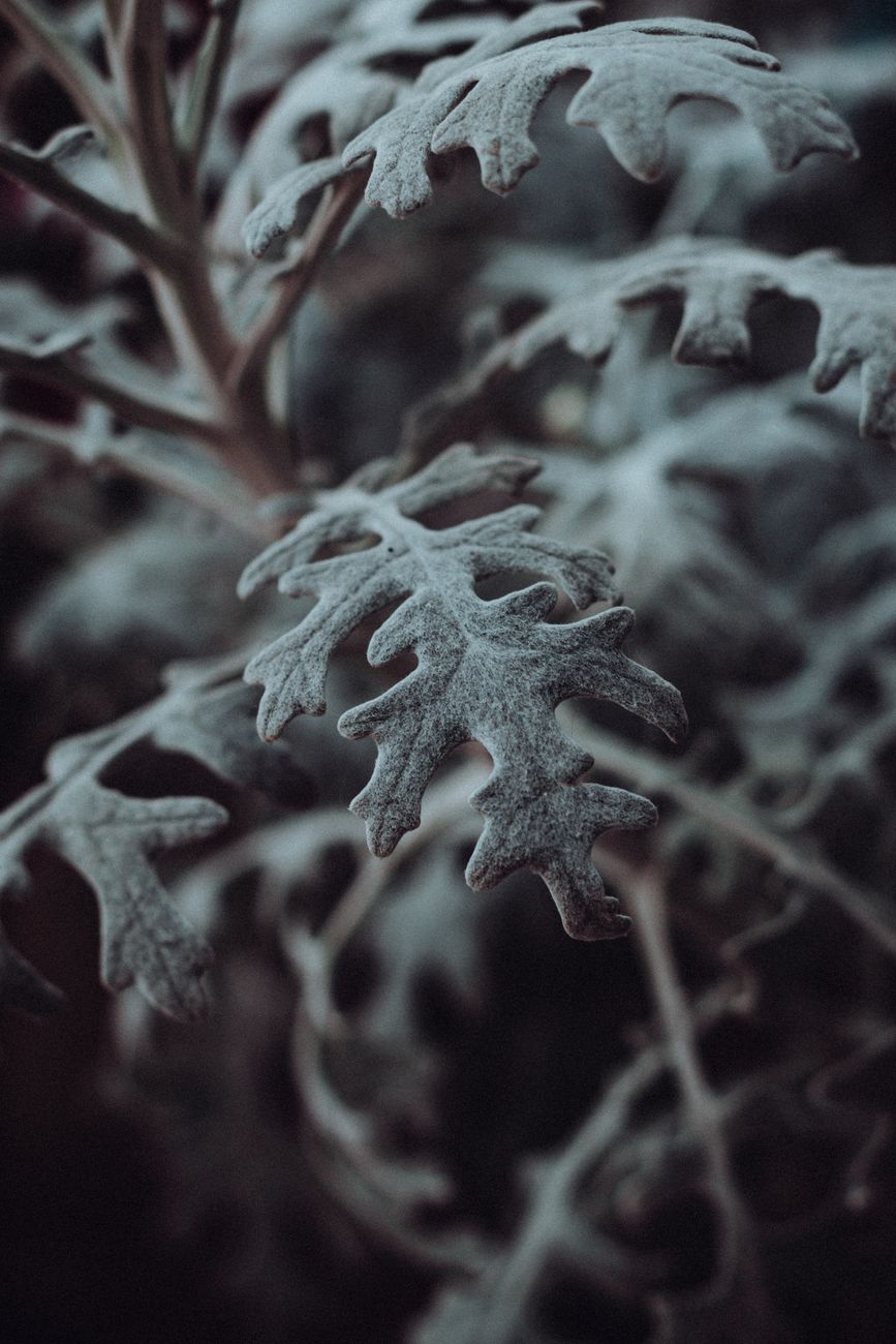 dusty plant leaf close up