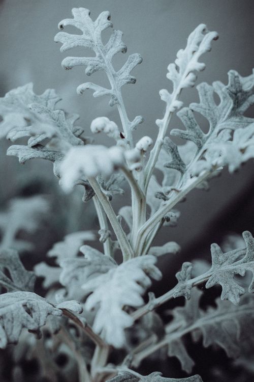 Free A detailed shot of hoarfrost covering a dusty miller plant's leaves, highlighting winter's beauty. Stock Photo
