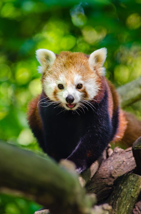 無料 動物, 可愛い, 赤いパンダの無料の写真素材 写真素材