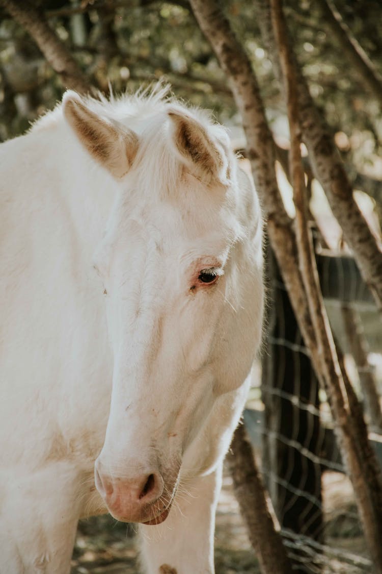 Close Shot Of White Horse