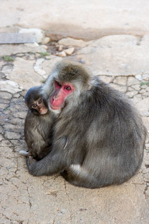 Free A heartwarming moment between a Japanese macaque mother and her baby at Kyoto. Stock Photo
