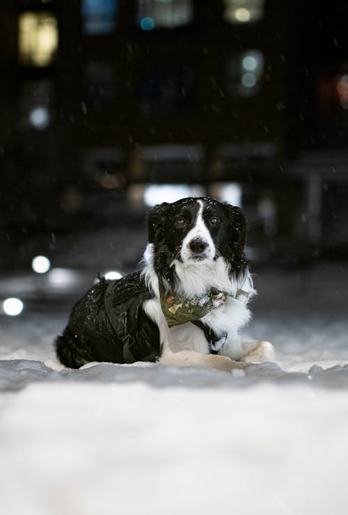 Photo of Dog Lying on Snow