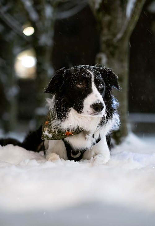 Close Up Photo of Dog Lying on Snow