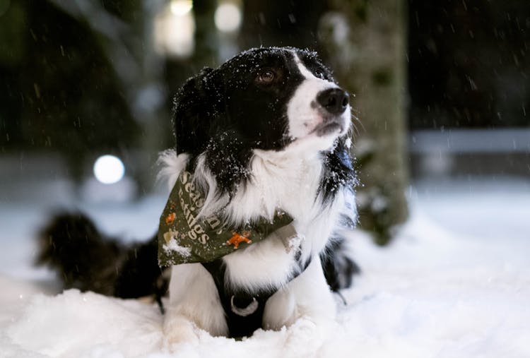 A Dog On The Snow 