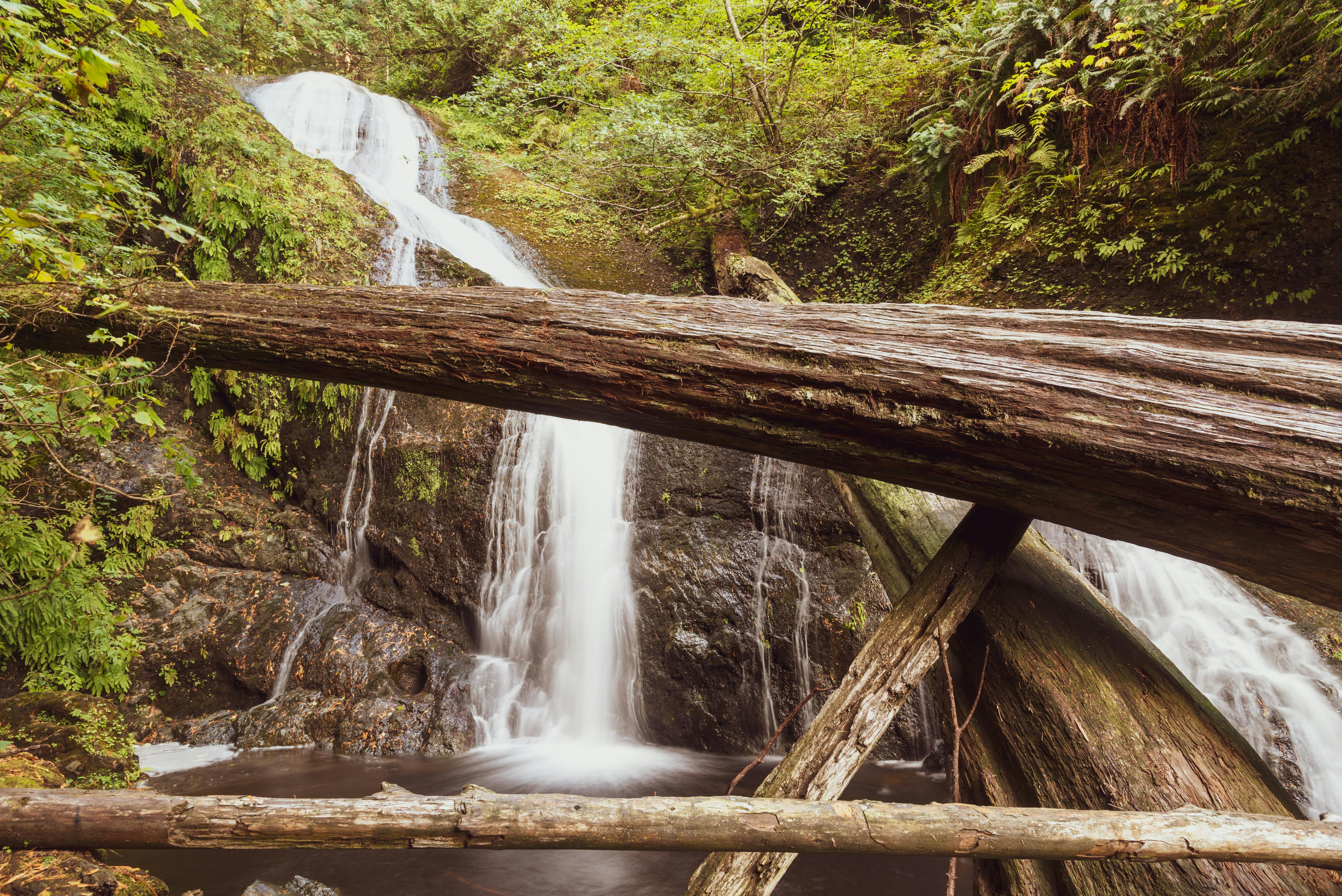 Free Stock Photo Of Forest Logs Rain Forest
