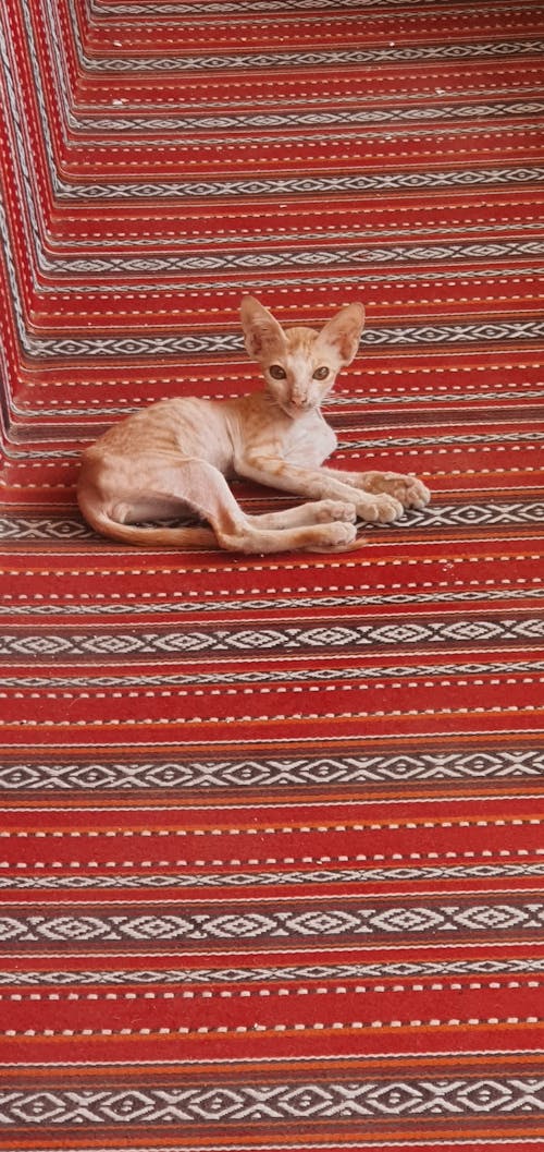 Darmowe zdjęcie z galerii z czerwony, kot, koty