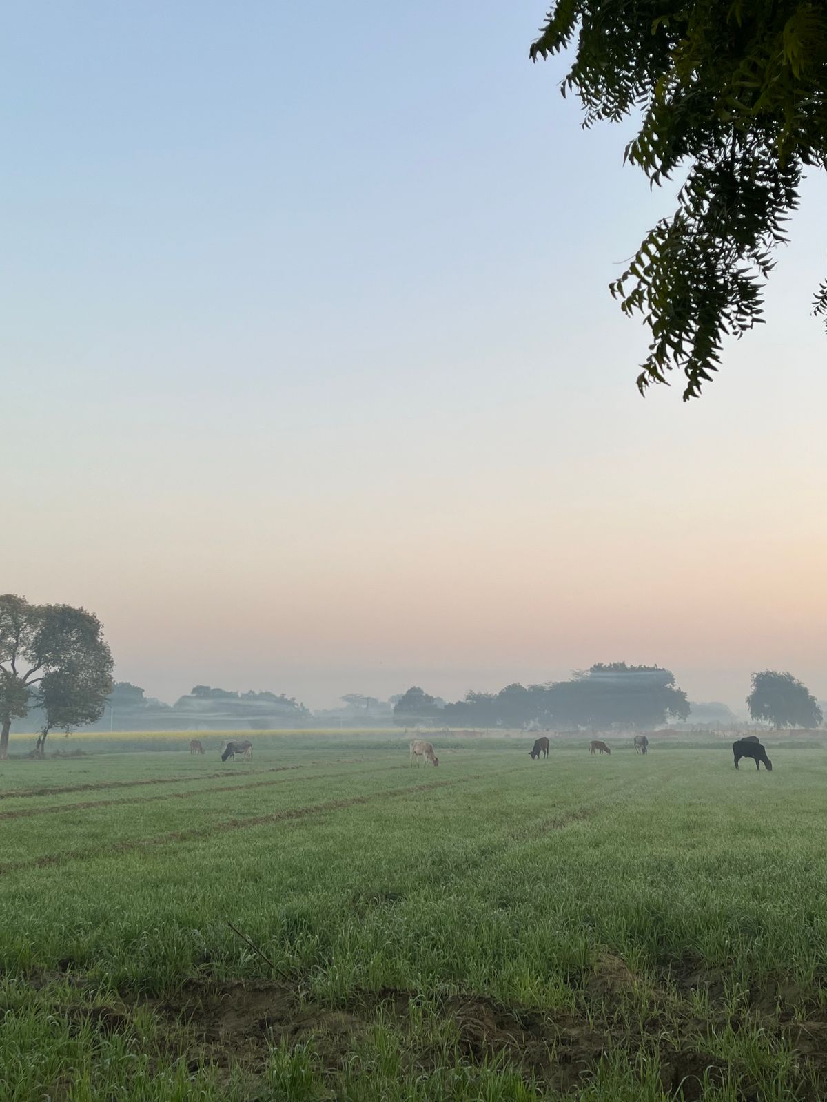 Peaceful sunrise over a pasture