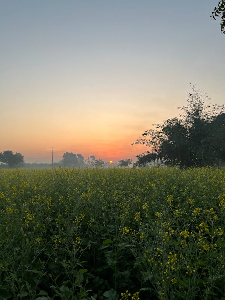 Photo Of Flower Field During Sunset