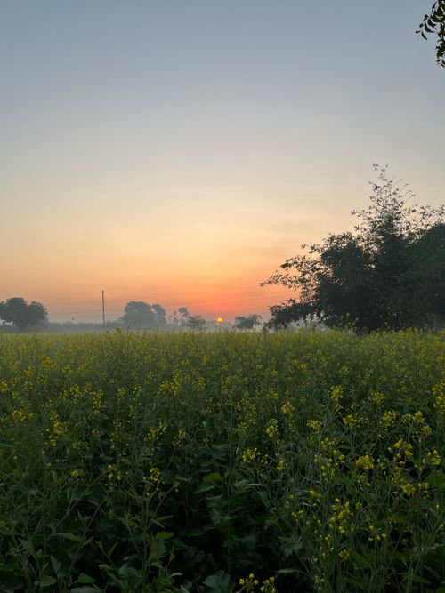 Free Beautiful countryside landscape with a sunset over a flowering field, capturing nature's serene beauty. Stock Photo