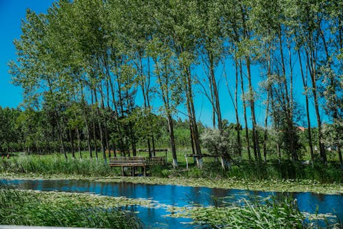 Gratis stockfoto met bomen, buiten, kreek