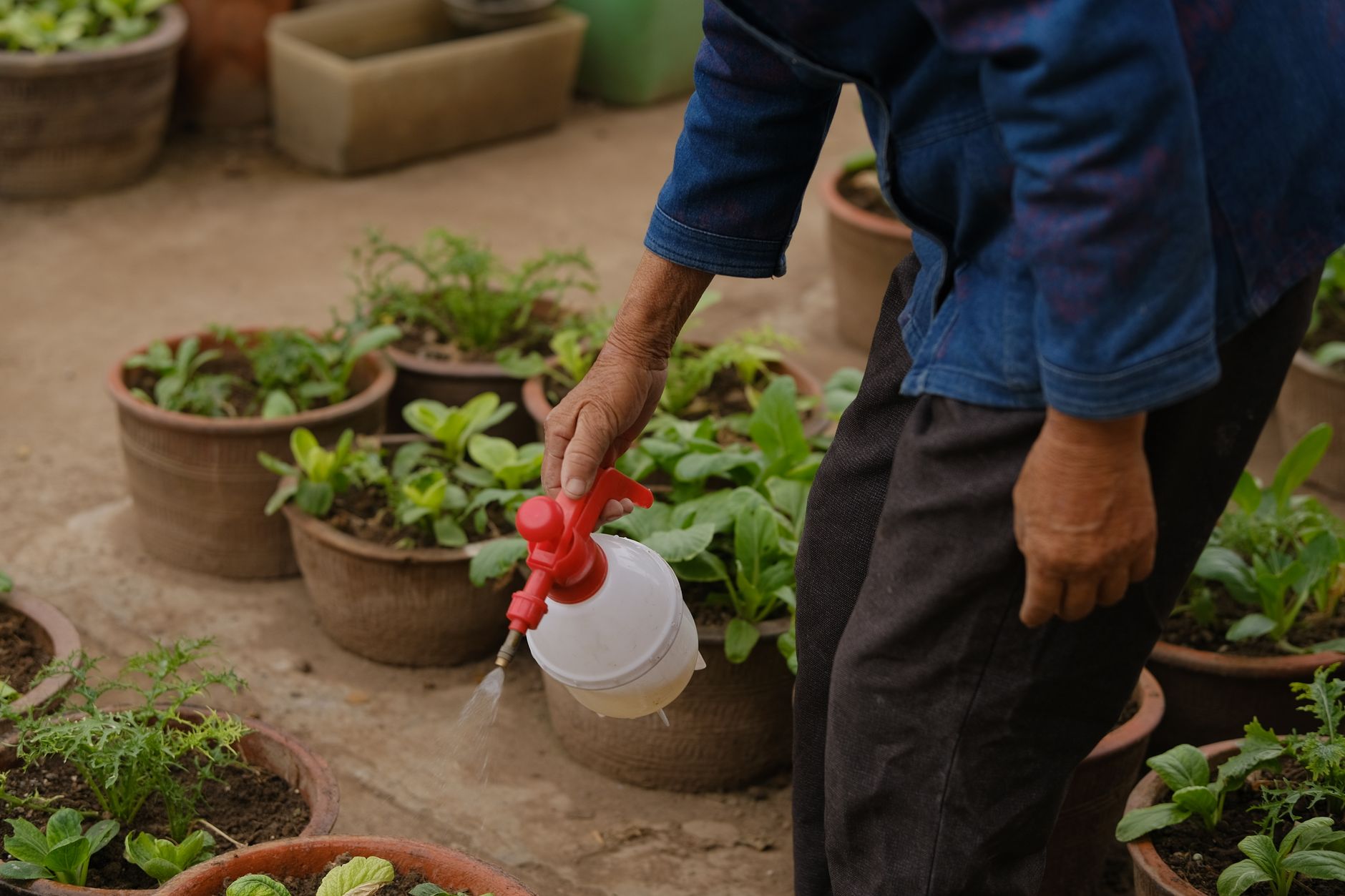 Spraying Pepper Plants for Aphids A gardener carefully spraying insecticidal soap onto the underside of pepper plant leaves and buds to control aphids.