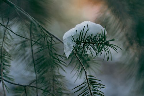 Snow and Ice on Evergreen Leaves
