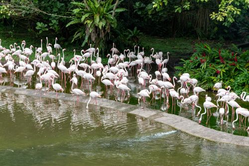 Free A vibrant group of flamingos wading and feeding in a lush pond surrounded by greenery. Stock Photo