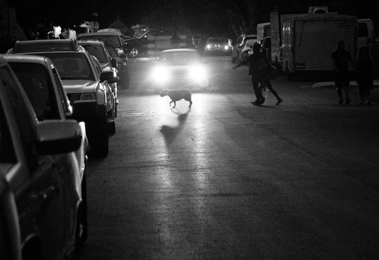 Monochrome Photo Of Person Holding Dog Leash